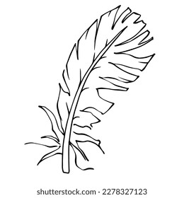 Linear sketch, bird feather coloring. Vector graphics.