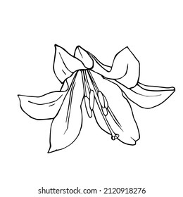 Linear sketch of a blooming lily flower.Vector graphics.