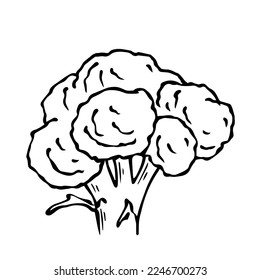 Linear sketch of broccoli cabbage.Vector graphics.