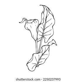 Linear sketch of calla flowers and leaves.vector graphic.