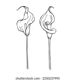Linear sketch of calla flowers and leaves.vector graphic.