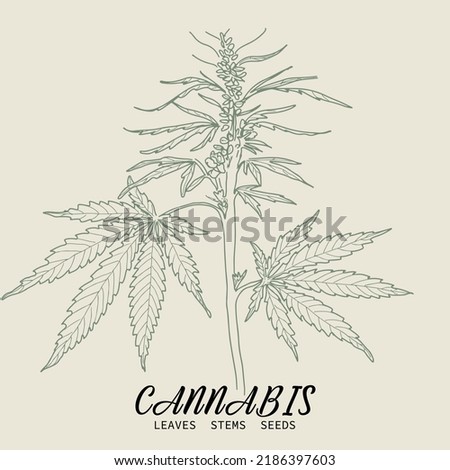 Linear sketch of cannabis, marijuana branch, seeds, leaves and cones. Hand drawn hemp plant contour in vintage style