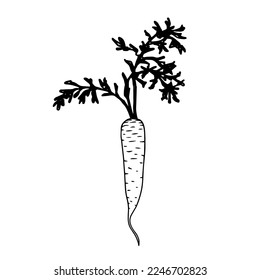 Linear sketch of carrot vegetable.Vector graphics.