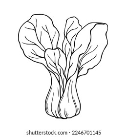 Linear sketch Chinese cabbage Pak choi.Vector graphics.