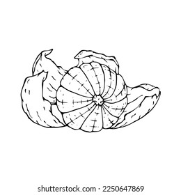 Linear sketch of citrus fruit tangerine.vector graphic.