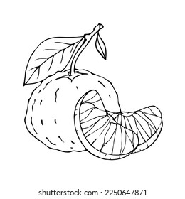 Esbozo lineal del cítrico frutal tangerina.gráfico vector.