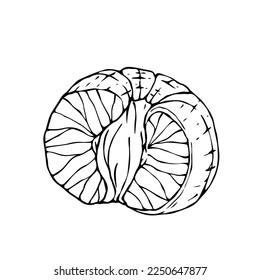 Linear sketch of citrus fruit tangerine.vector graphic.