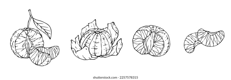 Esbozo lineal del cítrico frutal tangerina.gráfico vector.	