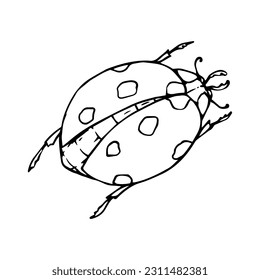 Linear sketch, coloring book of ladybug insect.Vector graphics.