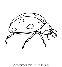 Linear sketch, coloring book of ladybug insect.Vector graphics.
