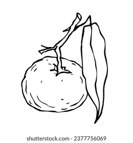 Lineare Skizze, Färbung der Zitrusfrüchte Tangerine.