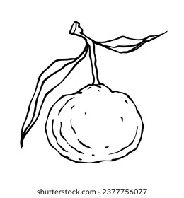 Linear sketch, coloring of the citrus fruit tangerine.
