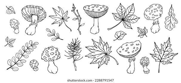 Linear sketch, coloring of fly agaric mushrooms and, autumn leaves, forest plants. Vector graphics.