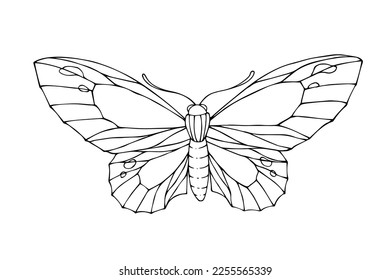 Linear sketch, coloring of night moths, butterflies.Vector graphics.