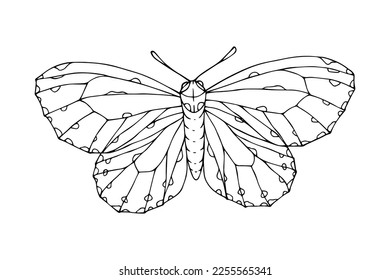 Linear sketch, coloring of night moths, butterflies.Vector graphics.