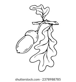 Linear sketch, coloring of oak branches with leaves and acorns. Vector graphics.