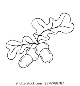 Linear sketch, coloring of oak branches with leaves and acorns. Vector graphics.