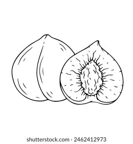 Linear sketch, coloring of peach and pieces of fruit. Vector graphics.