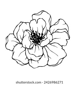 Linear sketch, coloring of peony flowers. Vector graphics.