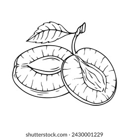 Linear sketch, coloring of plum fruit. Vector graphics.