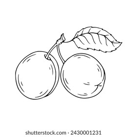 Linear sketch, coloring of plum fruit. Vector graphics.