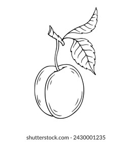 Linear sketch, coloring of plum fruit. Vector graphics.