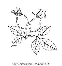 Linear sketch, coloring of a rose hip sprig with berries. Vector graphics.