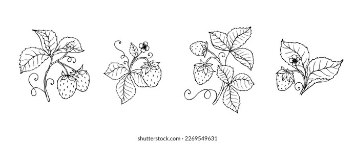 Linear sketch, coloring of summer strawberries.Vector graphics.