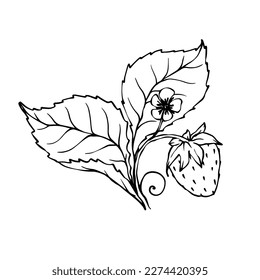 Esbozo lineal, coloreado de fresas de verano.Gráficos vectores.	