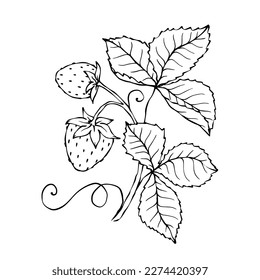 Linear sketch, coloring of summer strawberries.Vector graphics.	