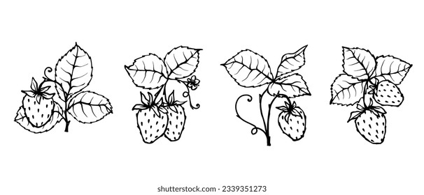 Linear sketch, coloring of summer strawberries.Vector graphics.	