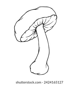 Linear sketch, coloring of toadstool mushrooms. Vector graphics.