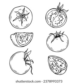 Esbozo lineal, tomate coloreado. Gráficos vectoriales.