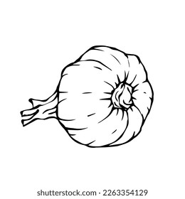 Linear sketch, doodle garlic.Vector graphics.	
