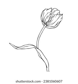 Esbozo lineal, doodle de una flor de tulipán primaveral. Gráficos vectoriales.