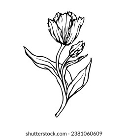 Linear sketch, doodle of a spring tulip flower. Vector graphics.