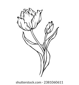 Esbozo lineal, doodle de una flor de tulipán primaveral. Gráficos vectoriales.