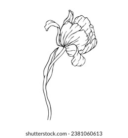 Lineare Skizze, Doodle einer Tulpenblume. Vektorgrafiken.