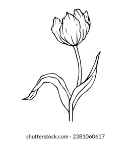 Linear sketch, doodle of a spring tulip flower. Vector graphics.