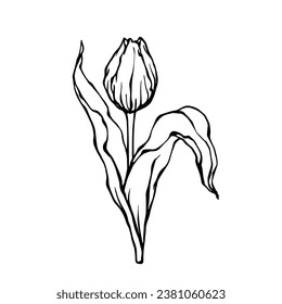 Linear sketch, doodle of a spring tulip flower. Vector graphics.