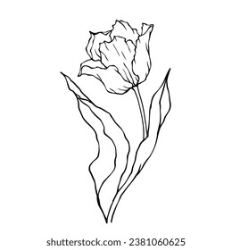 Esbozo lineal, doodle de una flor de tulipán primaveral. Gráficos vectoriales.
