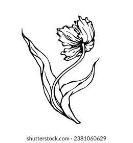 Linear sketch, doodle of a spring tulip flower. Vector graphics.