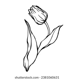 Esbozo lineal, doodle de una flor de tulipán primaveral. Gráficos vectoriales.