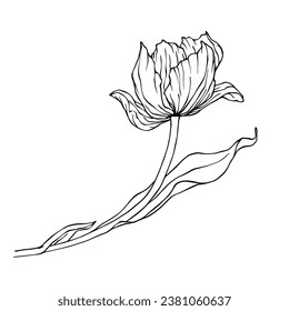 Linear sketch, doodle of a spring tulip flower. Vector graphics.