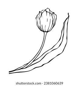 Esbozo lineal, doodle de una flor de tulipán primaveral. Gráficos vectoriales.