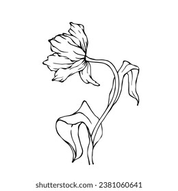 Linear sketch, doodle of a spring tulip flower. Vector graphics.
