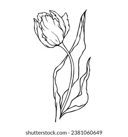 Linear sketch, doodle of a spring tulip flower. Vector graphics.