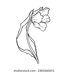 Linear sketch, doodle of a spring tulip flower. Vector graphics.
