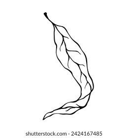 Linear sketch, doodles of a dry autumn lith. Vector graphics.