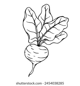 Linear sketch, doodles of vegetables, beets. Vector graphics.